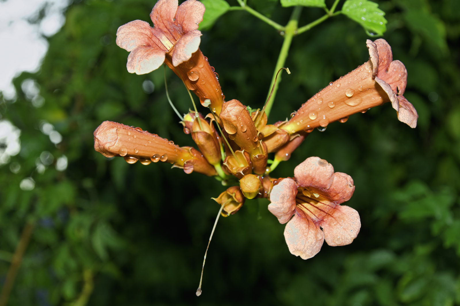 Raining on Summer Trumpet Flowers